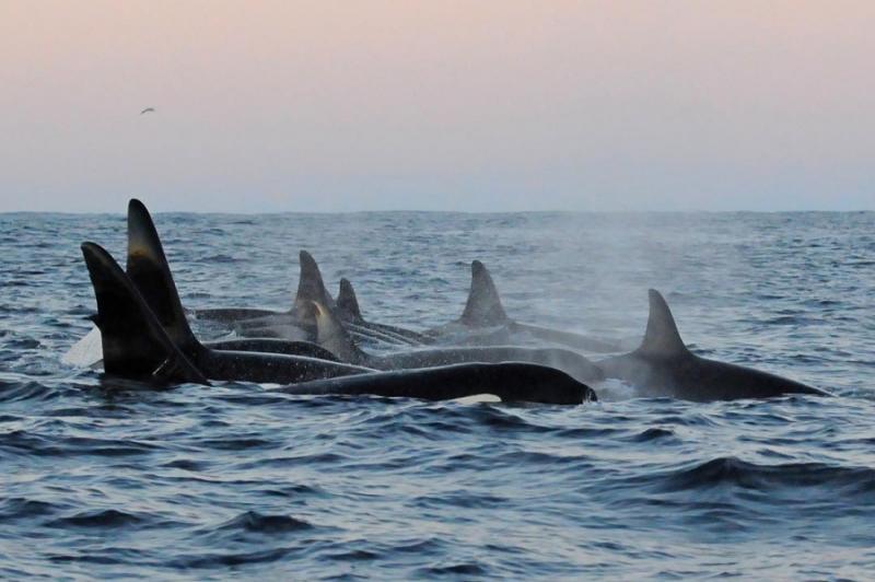 The Whale será una exposición de ballenas nunca antes vista. 