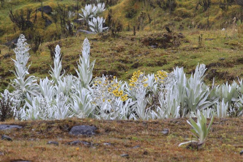 Parque Nacional Natural Chingaza