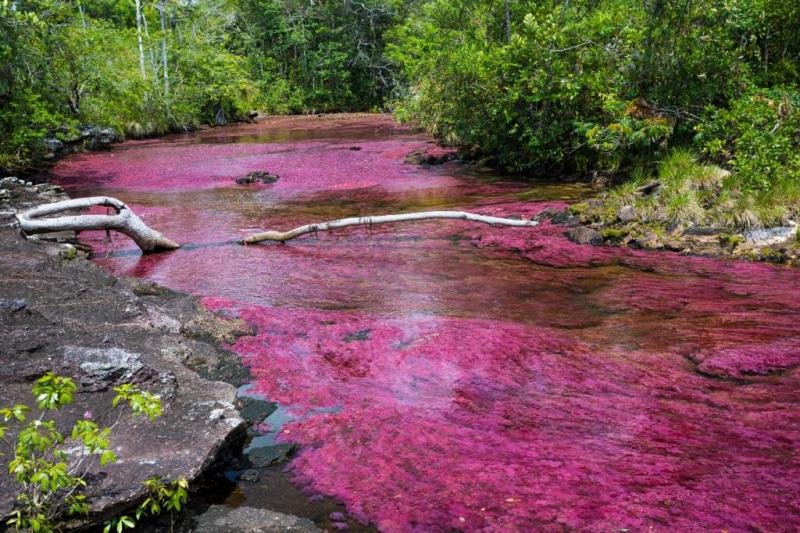 Caño Cristales - Viajándonos El Mundo