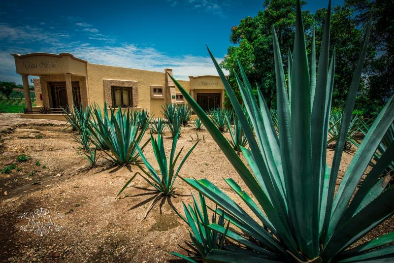 Tequila en México - Viajándonos El Mundo Tequila en México - Viajándonos El Mundo