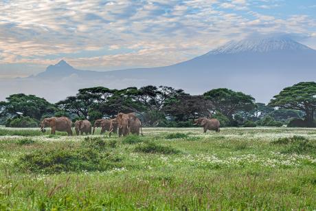 Elefantes en Amboseli, Kenia, con el Kilimanjaro al fondo