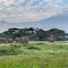 Elefantes en Amboseli, Kenia, con el Kilimanjaro al fondo